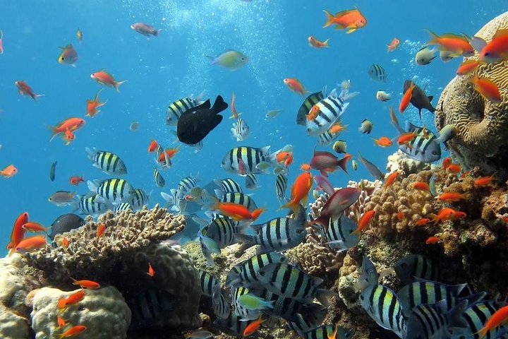 Discover Underwater Wonders: Full-Day Koh Phi Phi Scuba Adventure