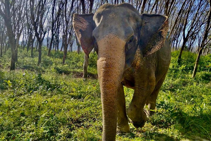 Ethical Elephant Encounter: Khaolak Sanctuary Small Group Tour