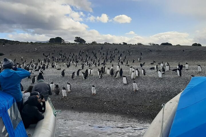 Penguin Encounter & Beagle Channel Adventure: A Wildlife Expedition