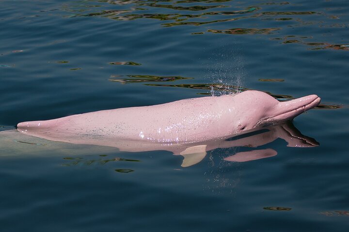 Koh Samui's Aquatic Adventure: Dolphin Watching, Island Hopping & Piggy Paradise!