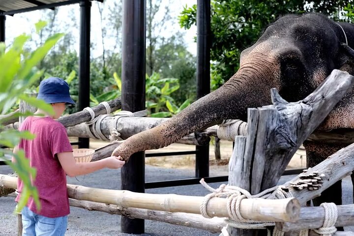 Khao Lak Cultural Immersion: Temples, Boxing & Gentle Giants