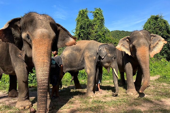 Phuket's Cultural Gems & Gentle Giants: A 3-in-1 Adventure