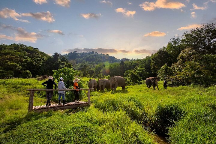 Ethical Elephant Encounter: A Half-Day of Wonder in Phuket