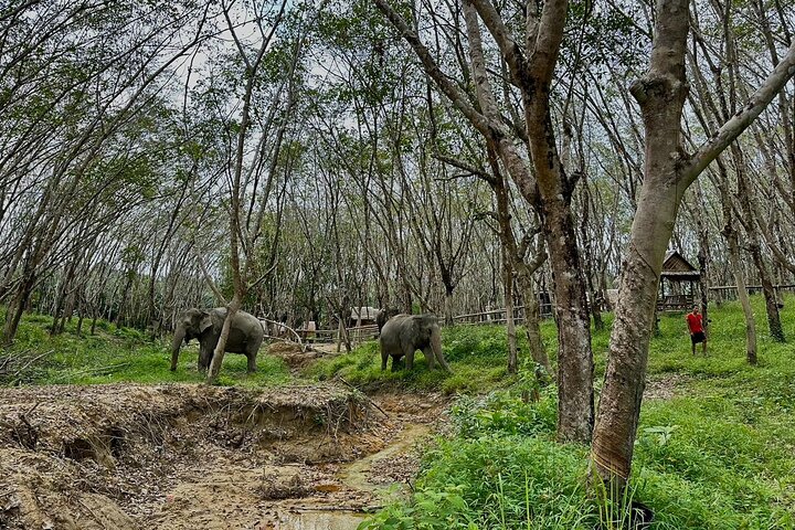 Twilight Elephant Encounter: Khaolak Sanctuary Evening Tour & Cocktails