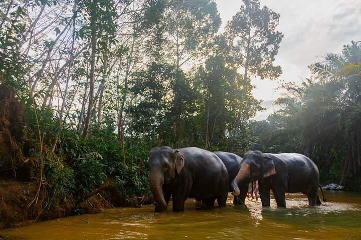 Ethical Elephant Encounters: Eco-Tour & Sanctuary Transfer in Khao Lak
