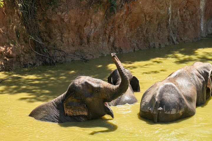 Ethical Elephant Encounters: A Cultural & Compassionate Day at Bukit Elephant Park