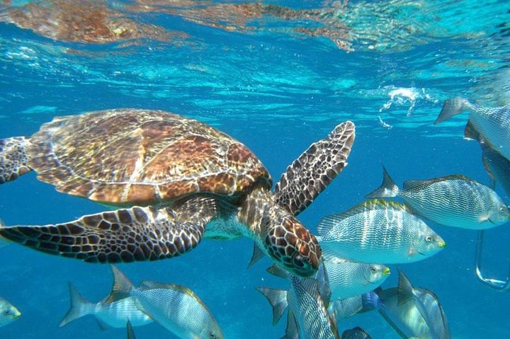 Surin Islands Snorkeling Adventure: Dive into Khao Lak's Underwater Paradise