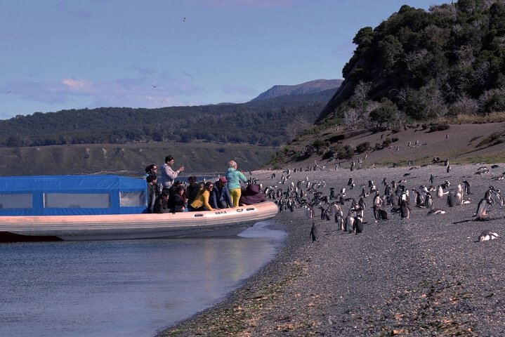 Ushuaia Penguin Encounter: A Beagle Channel Boat Adventure