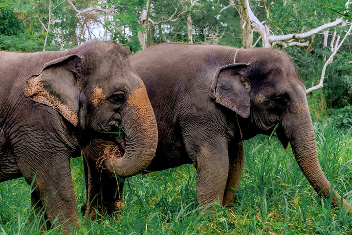 Phuket Ethical Elephant Tour: A Day of Compassion and Cuisine