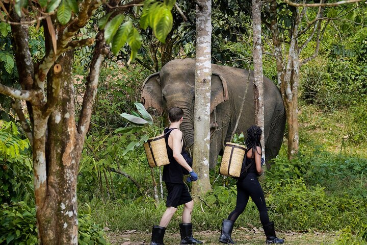 Ethical Elephant Encounters: A Full-Day Sanctuary Experience in Phuket