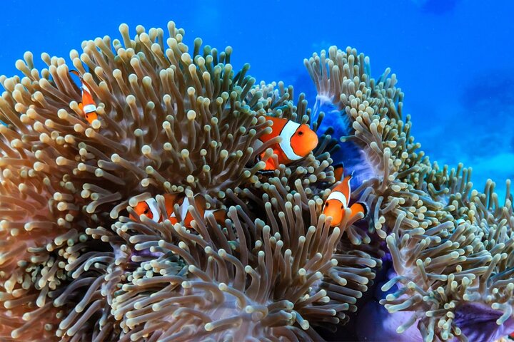 Explore Racha Islands: Certified Divers' Underwater Paradise!