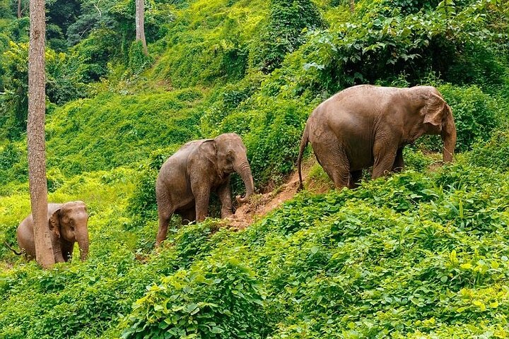 Phuket's Ethical Elephant Encounter: Immerse in Karen Culture & Sanctuary