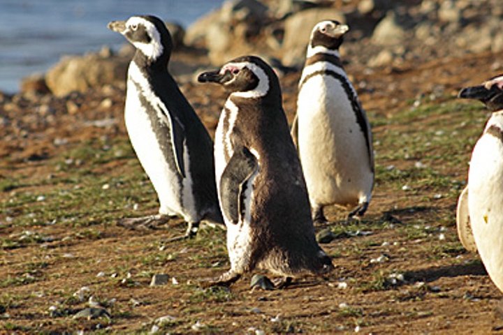 Ushuaia Penguin Encounter: Walk & Sail into Wildlife Wonder